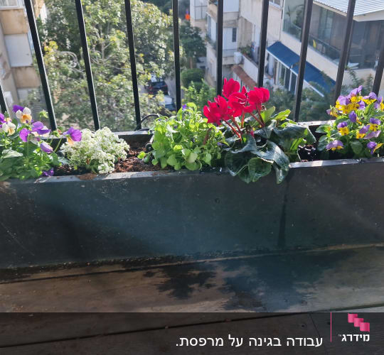 עציץ עם פרחים צבעוניים על מרפסת